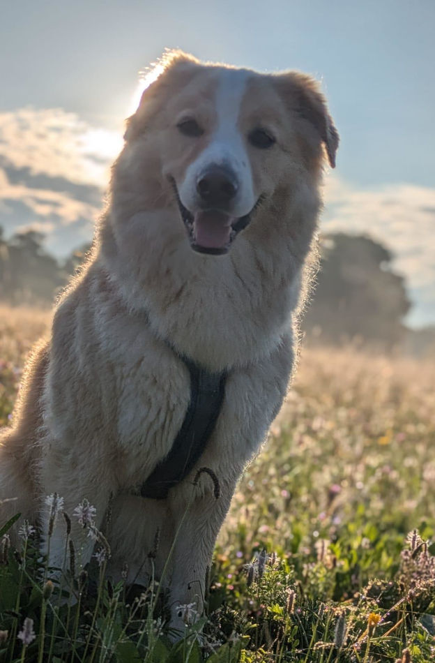 Rupert, the office dog